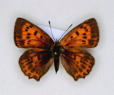 Lycaena virgaureae (Scarce Copper) female aberration (Internet Image property of respective owner, non-commercial use only)